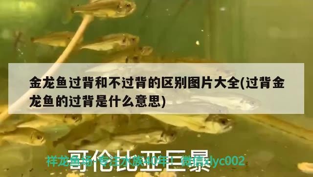 金龍魚過背和不過背的區別圖片大全(過背金龍魚的過背是什么意思) 金龍魚過背和不過背的區別圖片大全(過背金龍魚的過背是什么意思) 金龍魚百科