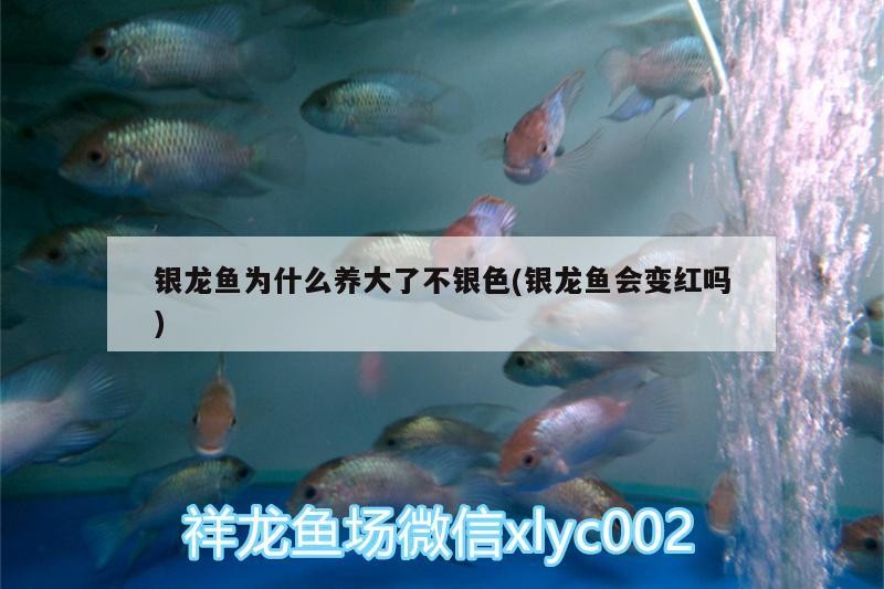 銀龍魚為什么養(yǎng)大了不銀色(銀龍魚會變紅嗎) 銀龍魚為什么養(yǎng)大了不銀色(銀龍魚會變紅嗎) 銀龍魚百科