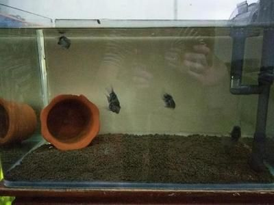 80厘米長的魚缸能養多少條魚：一個80厘米長的魚缸能養多少條魚