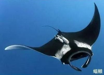 魔鬼鰩和魟魚區別：這兩種海洋生物，魔鬼鰩和魟魚區別