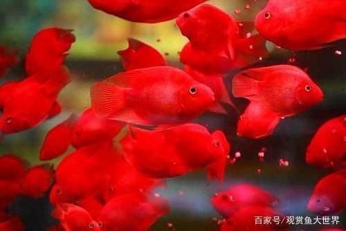 博特側溢流屏風缸怎么樣使用：博特側溢流屏風缸使用方法