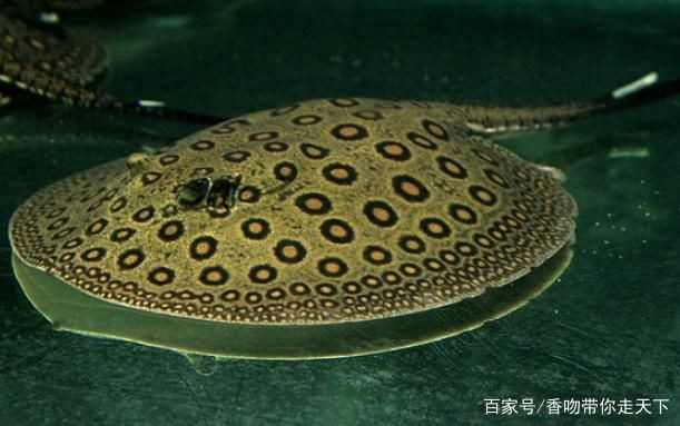 魟魚的毒刺必須剪嗎：關于魟魚的毒刺是否必須剪的問題