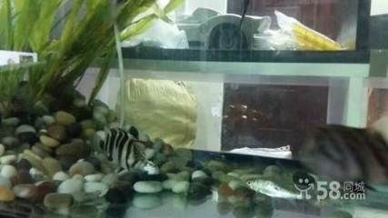 兩條虎魚養還是三條虎魚養好：兩條虎魚養還是三條虎魚養好，選擇兩條還是三條虎魚養好