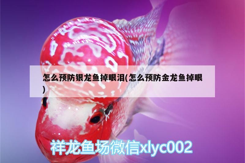 怎么預防銀龍魚掉眼淚(怎么預防金龍魚掉眼)