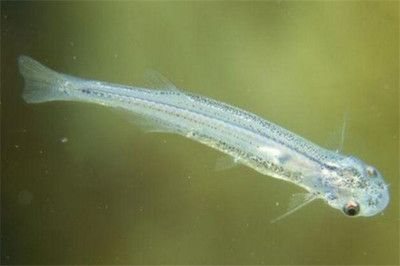 魟魚有毒刺嗎能吃嗎：魟魚有毒刺嗎能吃嗎，魟魚有毒刺嗎，魟魚能吃嗎