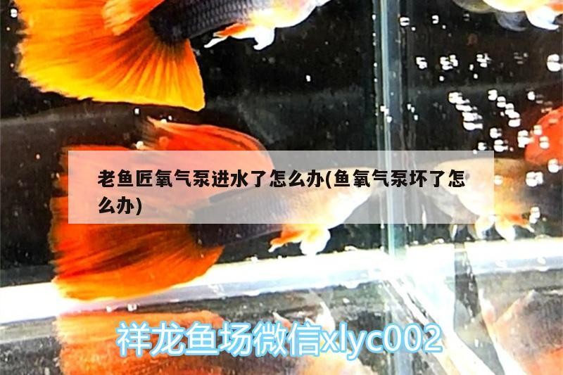 老魚匠氧氣泵進水了怎么辦(魚氧氣泵壞了怎么辦)