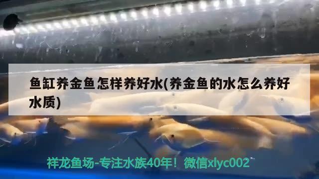 魚缸養金魚怎樣養好水(養金魚的水怎么養好水質)