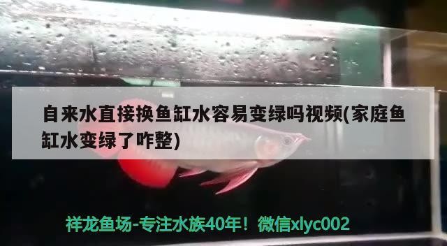 自來水直接換魚缸水容易變綠嗎視頻(家庭魚缸水變綠了咋整)