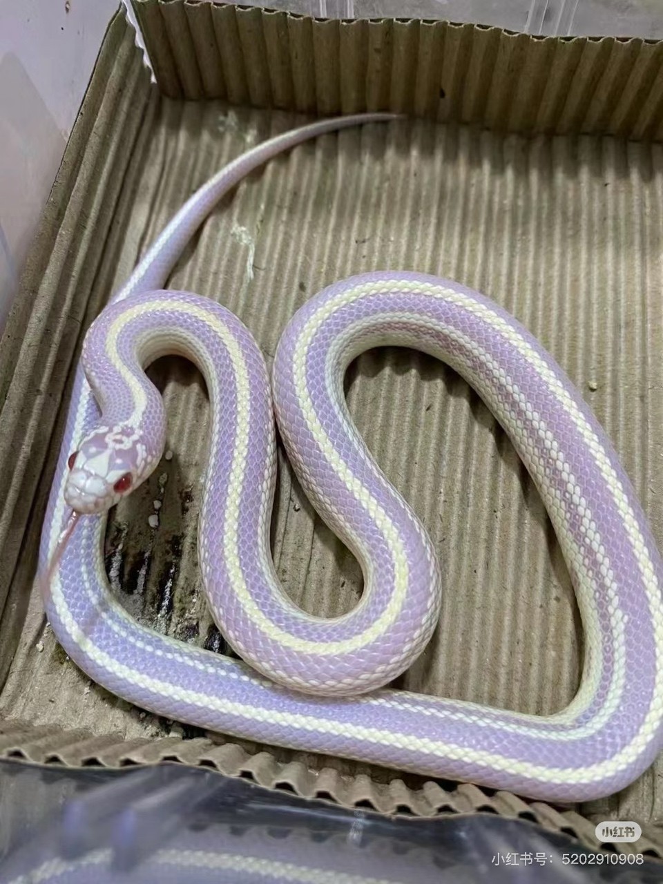 七彩蛇集齊了