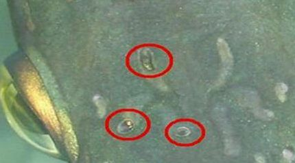 龍魚(yú)體內(nèi)有寄生蟲(chóng)如何治療vs祥龍魚(yú)場(chǎng)：龍魚(yú)寄生蟲(chóng)的常見(jiàn)種類如何預(yù)防龍魚(yú)寄生蟲(chóng)的自然治療方法