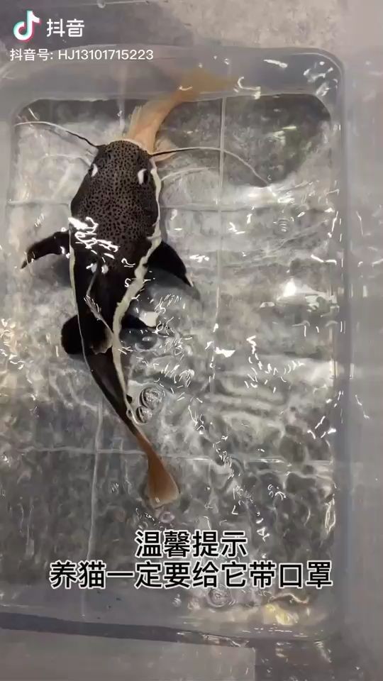 東河區(qū)鄭勇觀賞魚(yú)店 東河區(qū)鄭勇觀賞魚(yú)店 全國(guó)水族館企業(yè)名錄 第1張