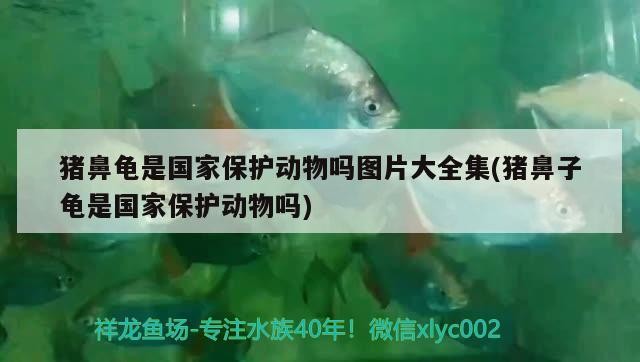 豬鼻龜是國(guó)家保護(hù)動(dòng)物嗎圖片大全集(豬鼻子龜是國(guó)家保護(hù)動(dòng)物嗎)