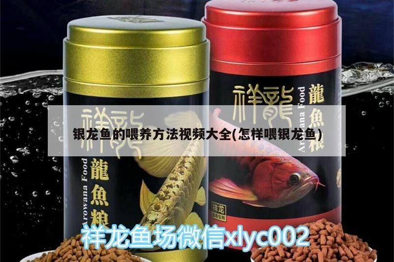 銀龍魚的喂養方法視頻大全(怎樣喂銀龍魚)