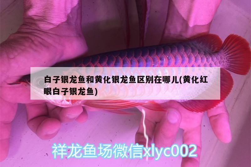 鄄城縣澤澤水族店