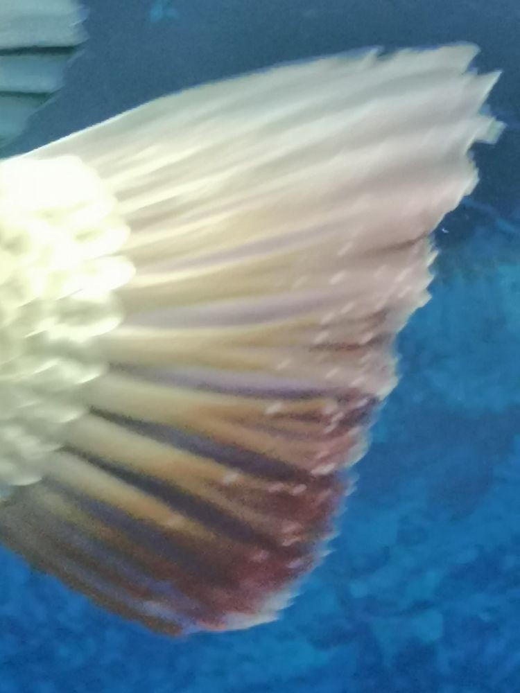 如何改下濾魚(yú)缸（怎么改魚(yú)缸底濾下水高度）