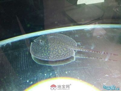 撓魟魚肚子：“撓魟魚肚子”會表現出類似人類的“開懷大笑”的反應