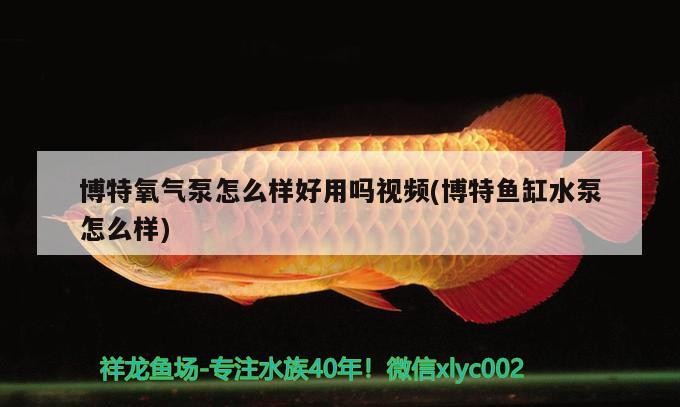 博特氧氣泵怎么樣好用嗎視頻(博特魚(yú)缸水泵怎么樣)