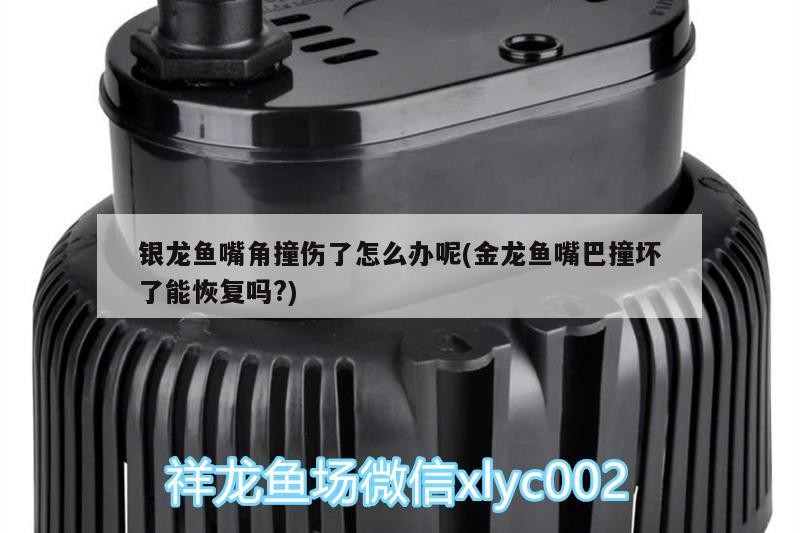 銀龍魚嘴角撞傷了怎么辦呢(金龍魚嘴巴撞壞了能恢復嗎?)