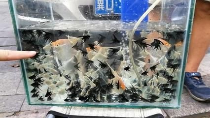 2020年觀賞魚市行情走勢圖：2020年中國淡水觀賞魚產(chǎn)值及產(chǎn)值分析