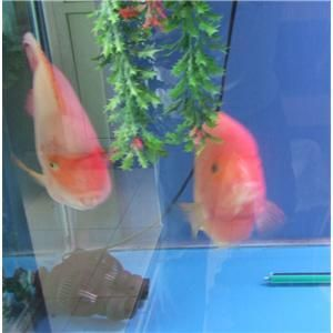2020年觀賞魚市行情走勢圖：2020年中國淡水觀賞魚產(chǎn)值及產(chǎn)值分析