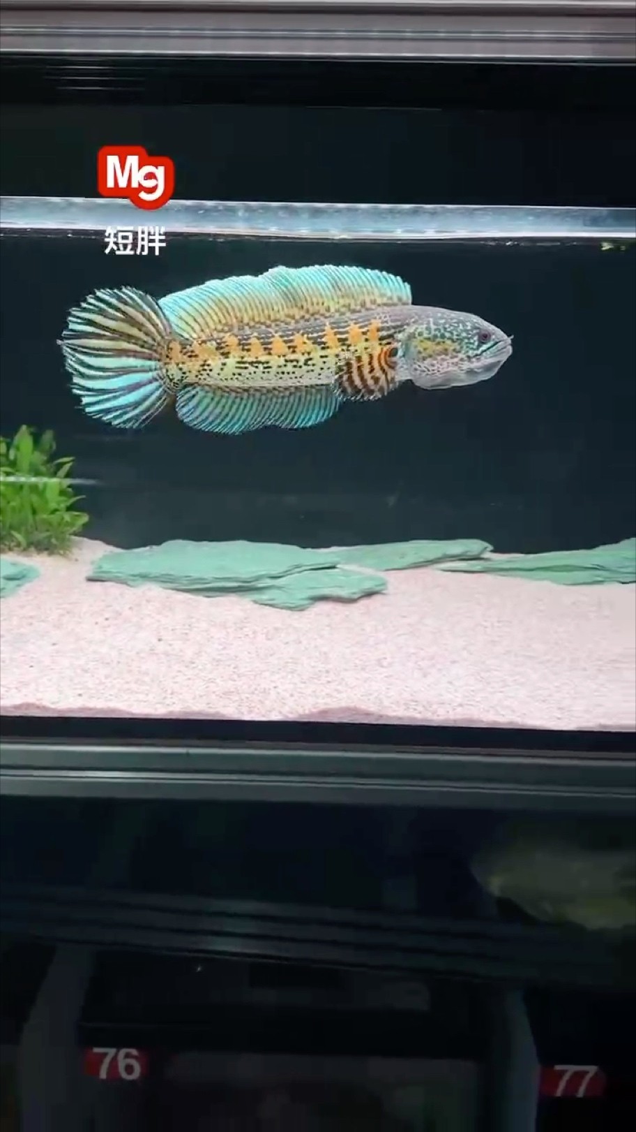 黃金眼鏡蛇