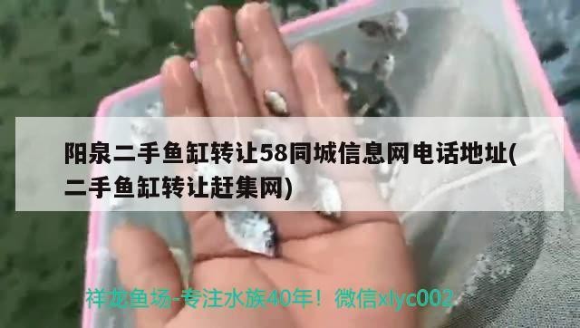 陽泉二手魚缸轉讓58同城信息網電話地址(二手魚缸轉讓趕集網)