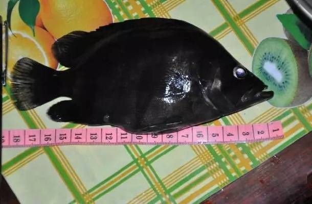魟魚死前的征兆：如何判斷[需手動填充]魚死前的征兆