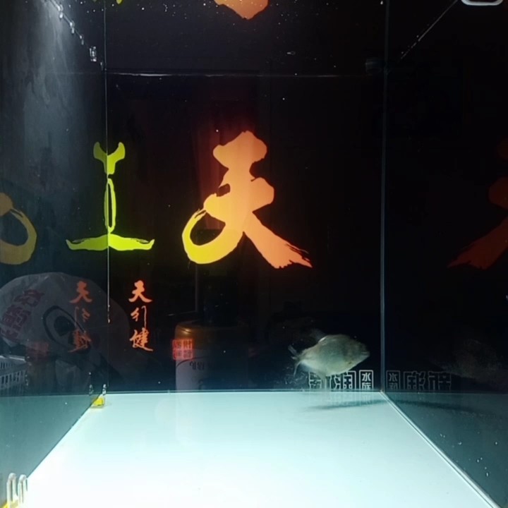 魚缸過濾器選購指南:自制魚缸過濾器魚缸上置過濾器對于養魚愛好者的必備知識 小家伙餓了 龍魚論壇 小家伙餓了 小家伙餓了 龍魚論壇