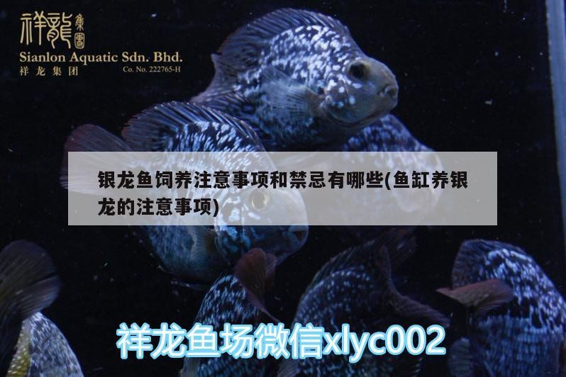 銀龍魚飼養(yǎng)注意事項和禁忌有哪些(魚缸養(yǎng)銀龍的注意事項)