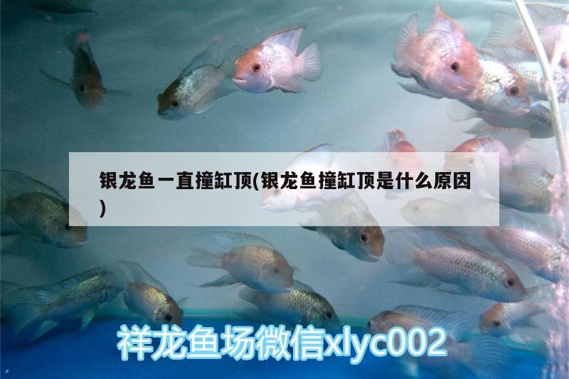 銀龍魚一直撞缸頂(銀龍魚撞缸頂是什么原因)