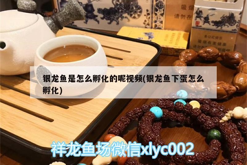 銀龍魚是怎么孵化的呢視頻(銀龍魚下蛋怎么孵化)