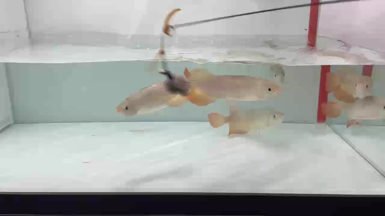 我的虎魚真菌感染了要怎么處理 普圖西包上游紅龍 龍魚論壇 普圖西包上游紅龍 普圖西包上游紅龍 龍魚論壇