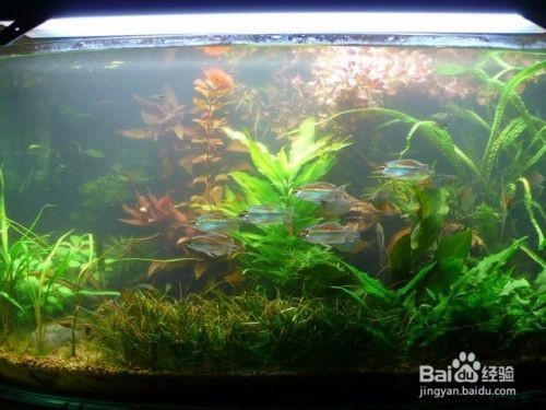 詳細閱讀:怎么能去除魚缸里的綠藻呢,如何選擇合適的除藻劑?魚缸光照控制的最佳實踐 怎么能去除魚缸里的綠藻呢,如何選擇合適的除藻劑?魚缸光照控制的最佳實踐