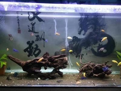 70厘米深魚缸可以養泰獅嗎：一個70厘米深的魚缸可以養泰獅嗎