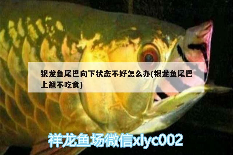 銀龍魚尾巴向下狀態不好怎么辦(銀龍魚尾巴上翹不吃食)