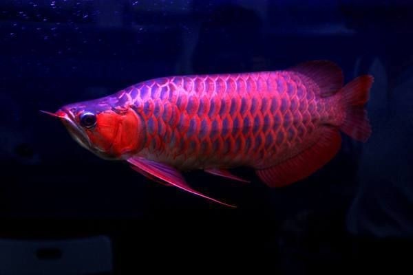 龍魚立鱗病治療方法簡單vs祥龍魚場：如何選擇健康的龍魚立鱗病的自然療法