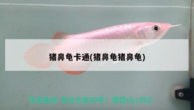 豬鼻龜卡通(豬鼻龜豬鼻龜) 豬鼻龜卡通(豬鼻龜豬鼻龜) 豬鼻龜百科