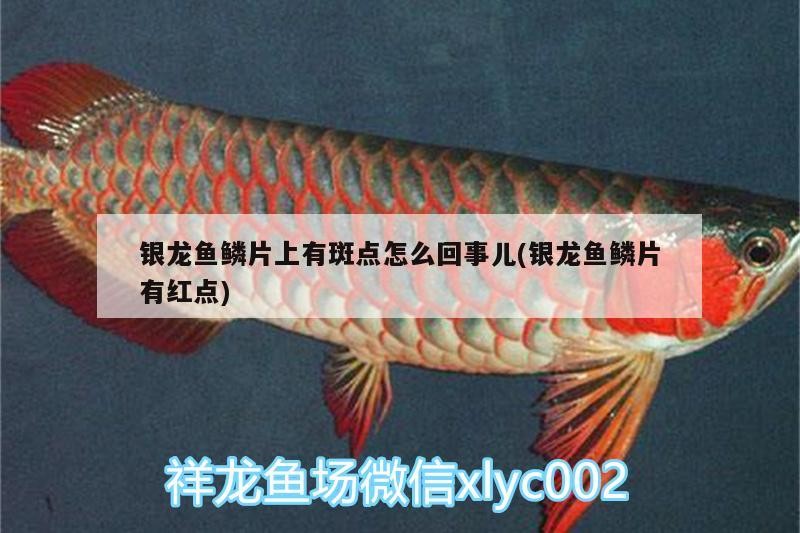 銀龍魚鱗片上有斑點怎么回事兒(銀龍魚鱗片有紅點)