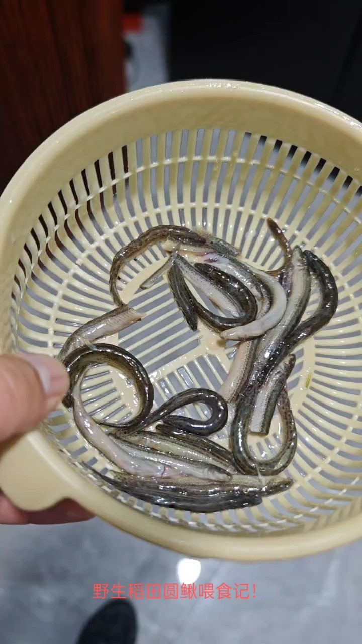 野生稻田圓鰍喂食記