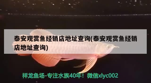 泰安觀賞魚經銷店地址查詢(泰安觀賞魚經銷店地址查詢)