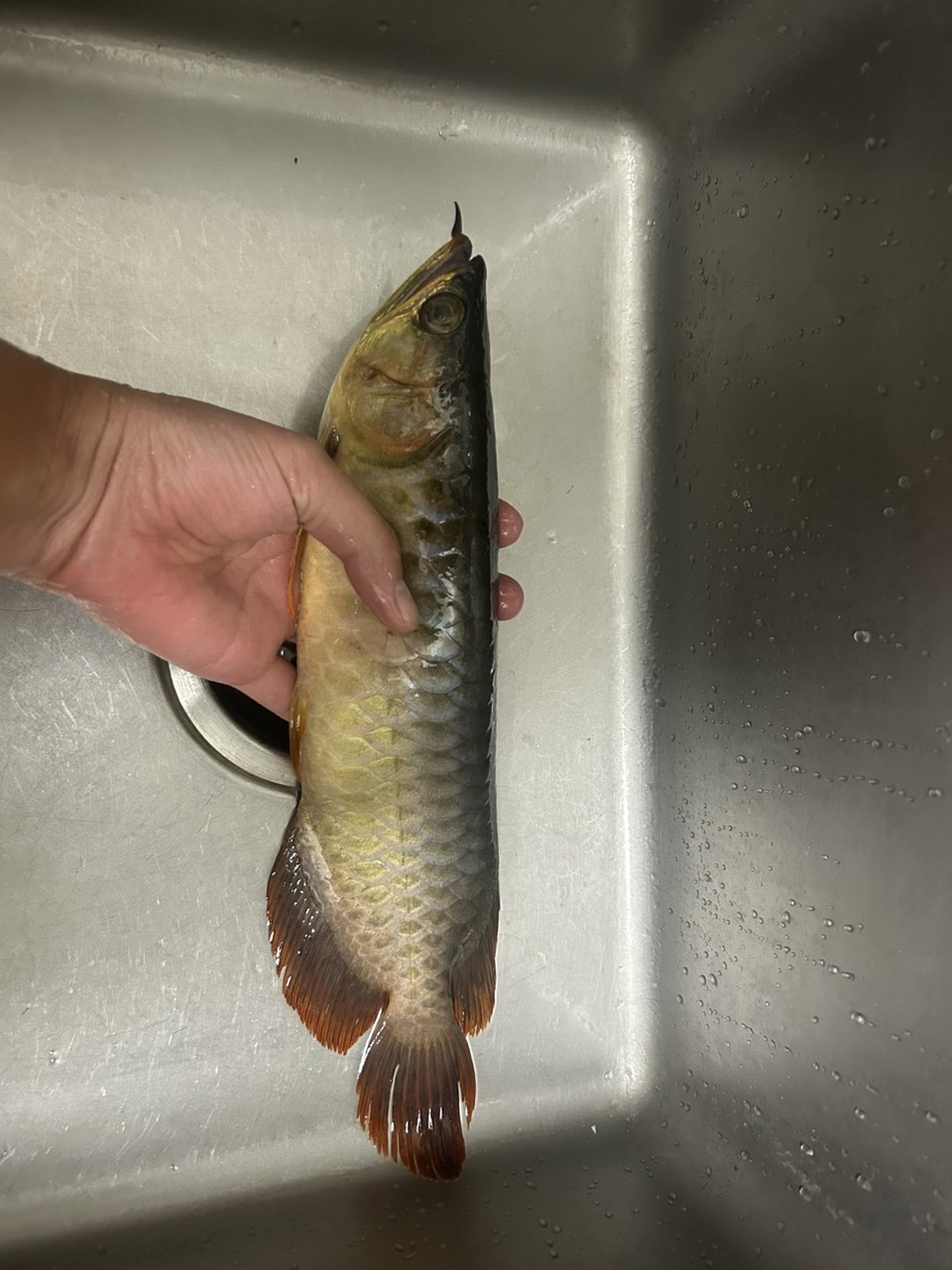 紅燒 紅燒 龍魚論壇
