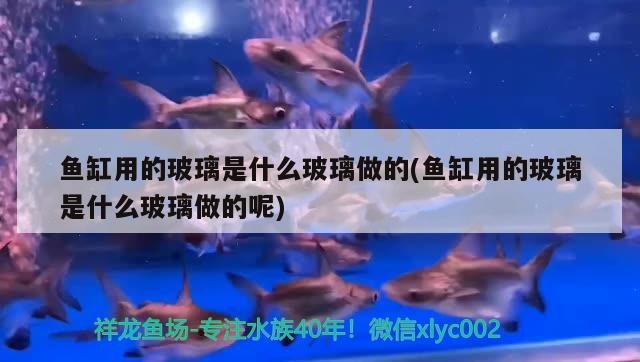 魚缸用的玻璃是什么玻璃做的(魚缸用的玻璃是什么玻璃做的呢)