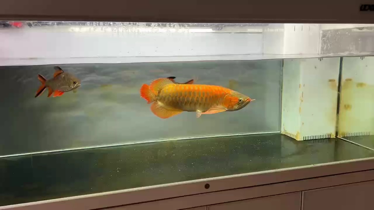 好久沒露面了