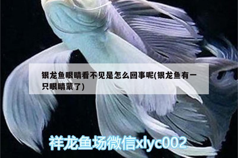 銀龍魚眼睛看不見是怎么回事呢(銀龍魚有一只眼睛蒙了)