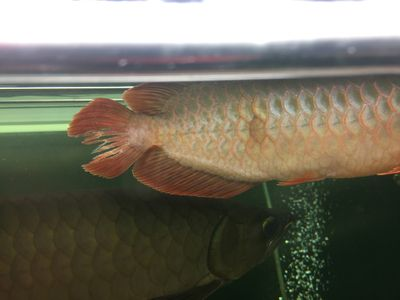 龍魚尾巴長紅疙瘩是什么病：龍魚尾巴長紅疙瘩可能由多種原因引起紅血絲的出現(xiàn)