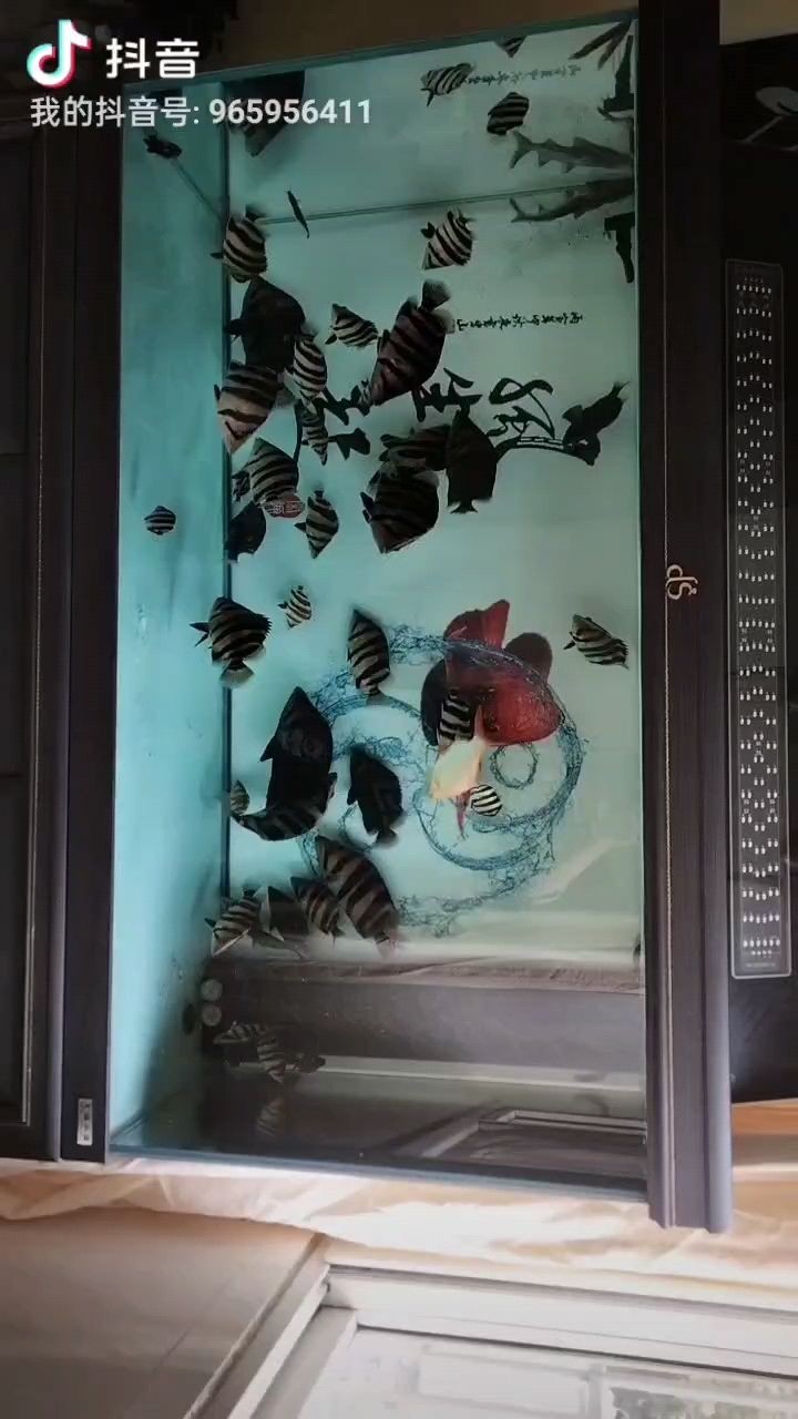 新城區劉俊麗水族店