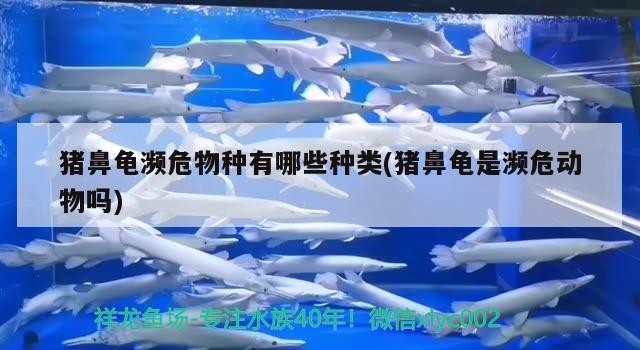 豬鼻龜瀕危物種有哪些種類(豬鼻龜是瀕危動物嗎)