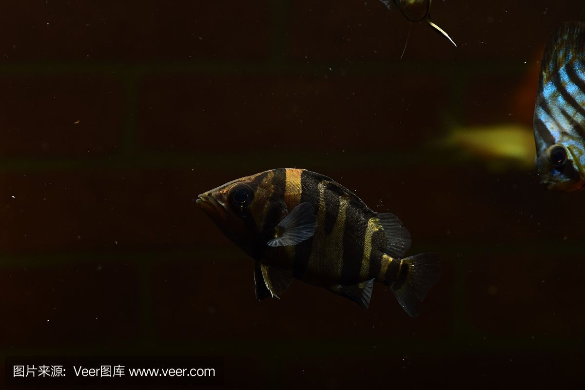 虎魚底色發黑：虎魚底色發黑可能由多種原因引起 虎魚底色發黑：虎魚底色發黑可能由多種原因引起 虎魚百科 第1張