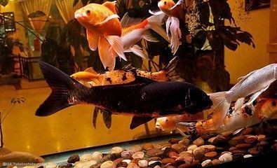 龍魚(yú)肚子鼓脹vs祥龍魚(yú)場(chǎng)：龍魚(yú)肚子鼓脹可能由多種因素引起，祥龍魚(yú)場(chǎng)售后服務(wù)