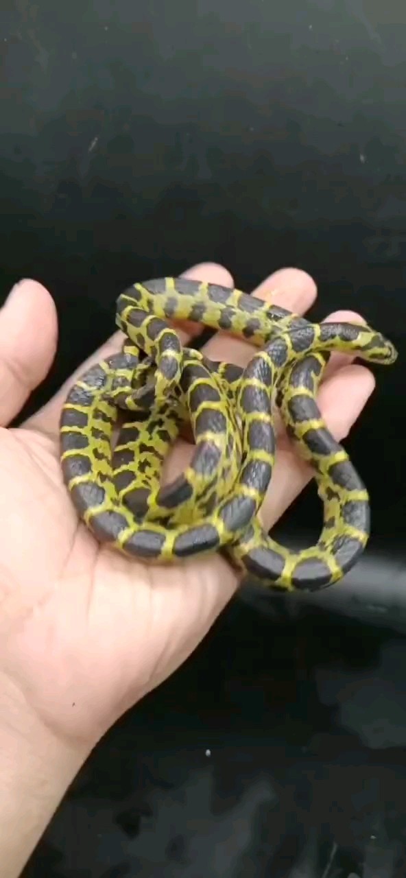 好看的乖蛇蛇
